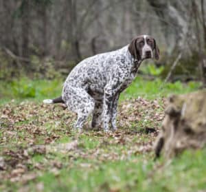 dog with diarrhea but acting fine