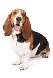 folded ears on a dog