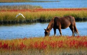 horse drinking from a stream