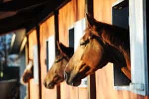 horse stable