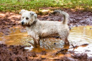 dirty dog