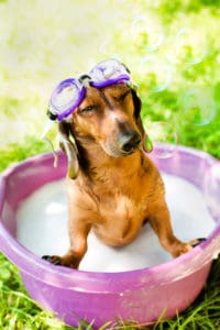 flea shampoo for dog bug bites