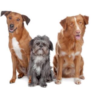 calcium and dogs
