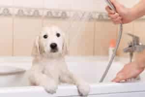 scared dog in tub