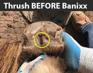 horse thrush before Banixx