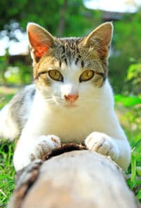 how to wash a cat