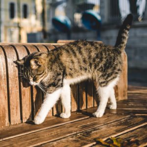 cat ears with infection