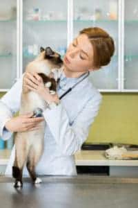 cat veterinarian
