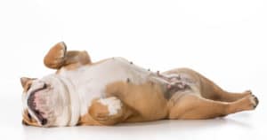 dog belly rash