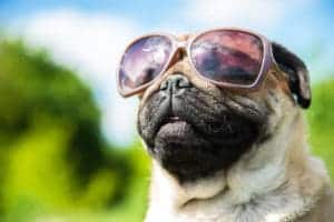 dog heat rash