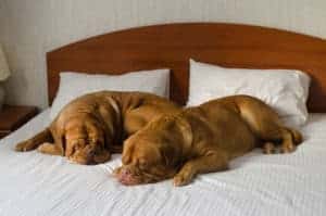 why do dogs pee on bed