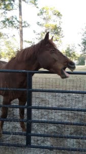 horse yawning