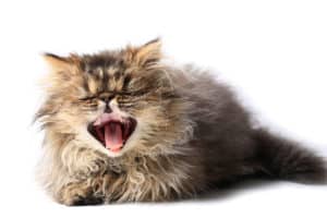 cat sneezing