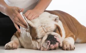 treating a dog ear infection with Banixx
