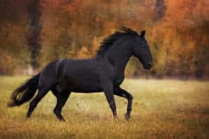 Black horse coat color