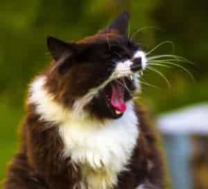 sneezing cat