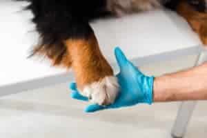 bleeding dog paw