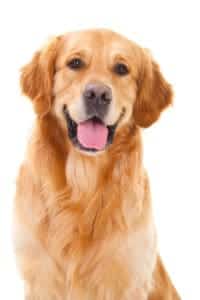 canine acne picture