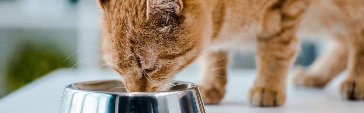 cat eating