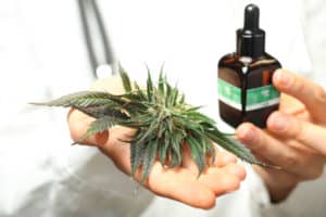 cbd oil for horses