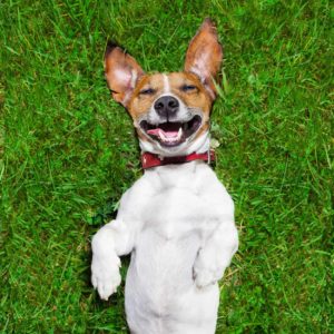 dog teeth