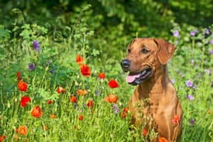 dogs eat grass