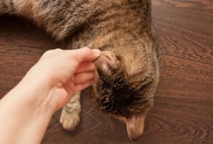 can you get ringworm from a cat