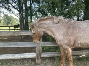 horse cribbing