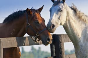 horses cribbing