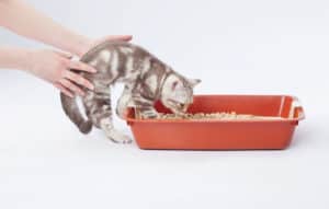 my cat has diarrhea