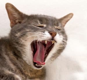 cats teeth