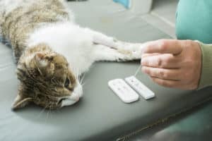 cat medicine