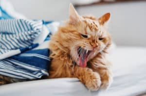 coughing cat