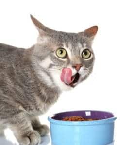 a cat licking her lips