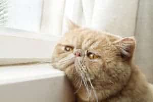 cat hematoma