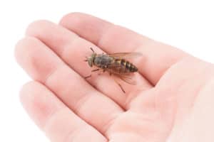 cuterebra botfly