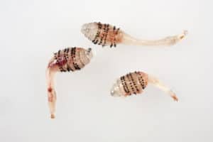 botfly cuterebra larvae