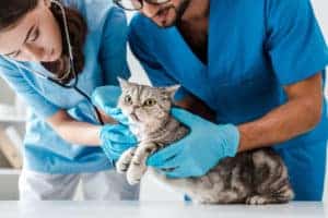 cuterebra in cats