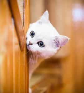 cats senses