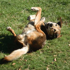 dog rolling on top of stinky stuff