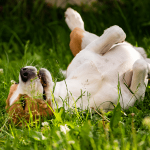 dog rolling