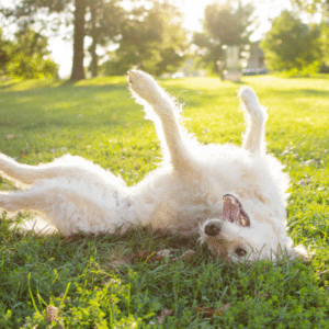 dog rolling around on top of a dead animal
