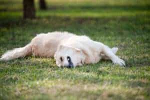 dog rolling in poop on the grass