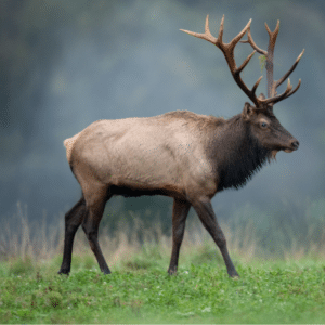 Wolves roll around on elk meat