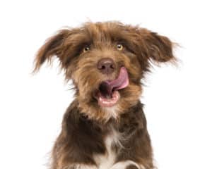 dog licking his lips