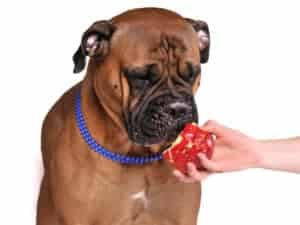 can dogs eat apples