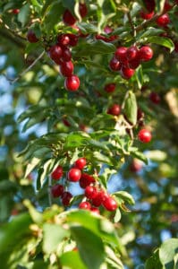 cherry