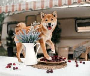 cherry doggies