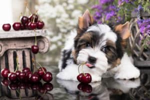 dog cherries