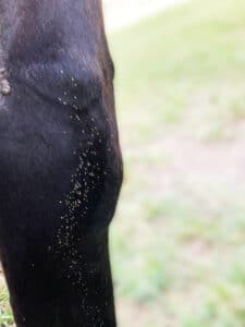 bot fly on horse leg